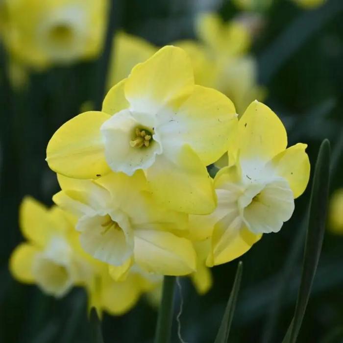 Narcissus 'Regeneration' plant