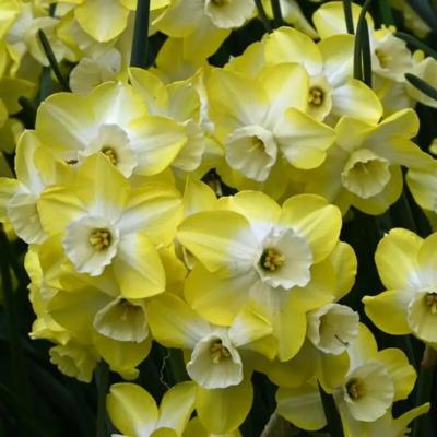 narcissus-regeneration