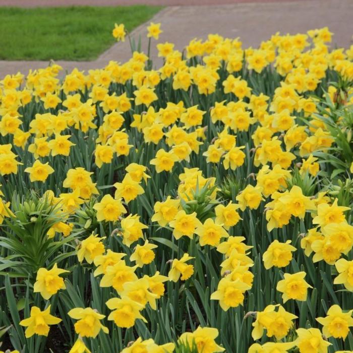Narcissus 'Rijnveld's Early Sensation' plant