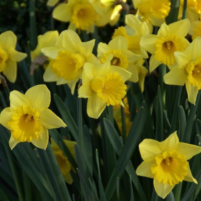 Narcissus 'Rijnveld's Early Sensation' plant