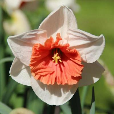 narcissus-riot