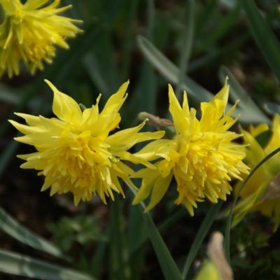 narcissus-rip-van-winkle