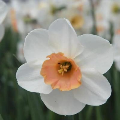 narcissus-romance