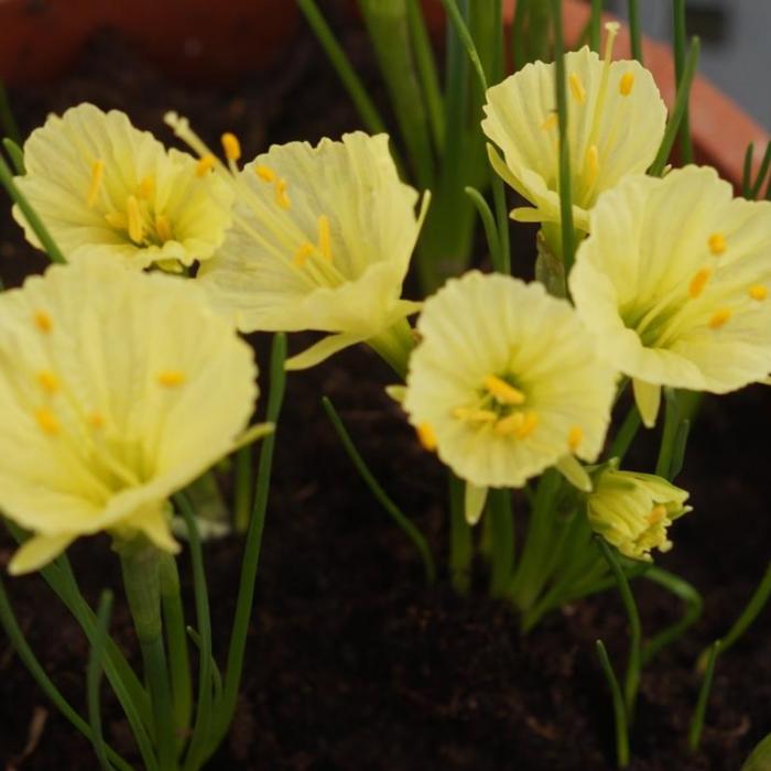 Narcissus romieuxii 'Julia Jane' plant