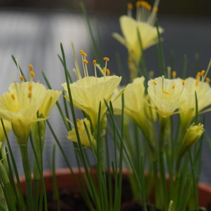 Narcissus romieuxii 'Julia Jane' plant