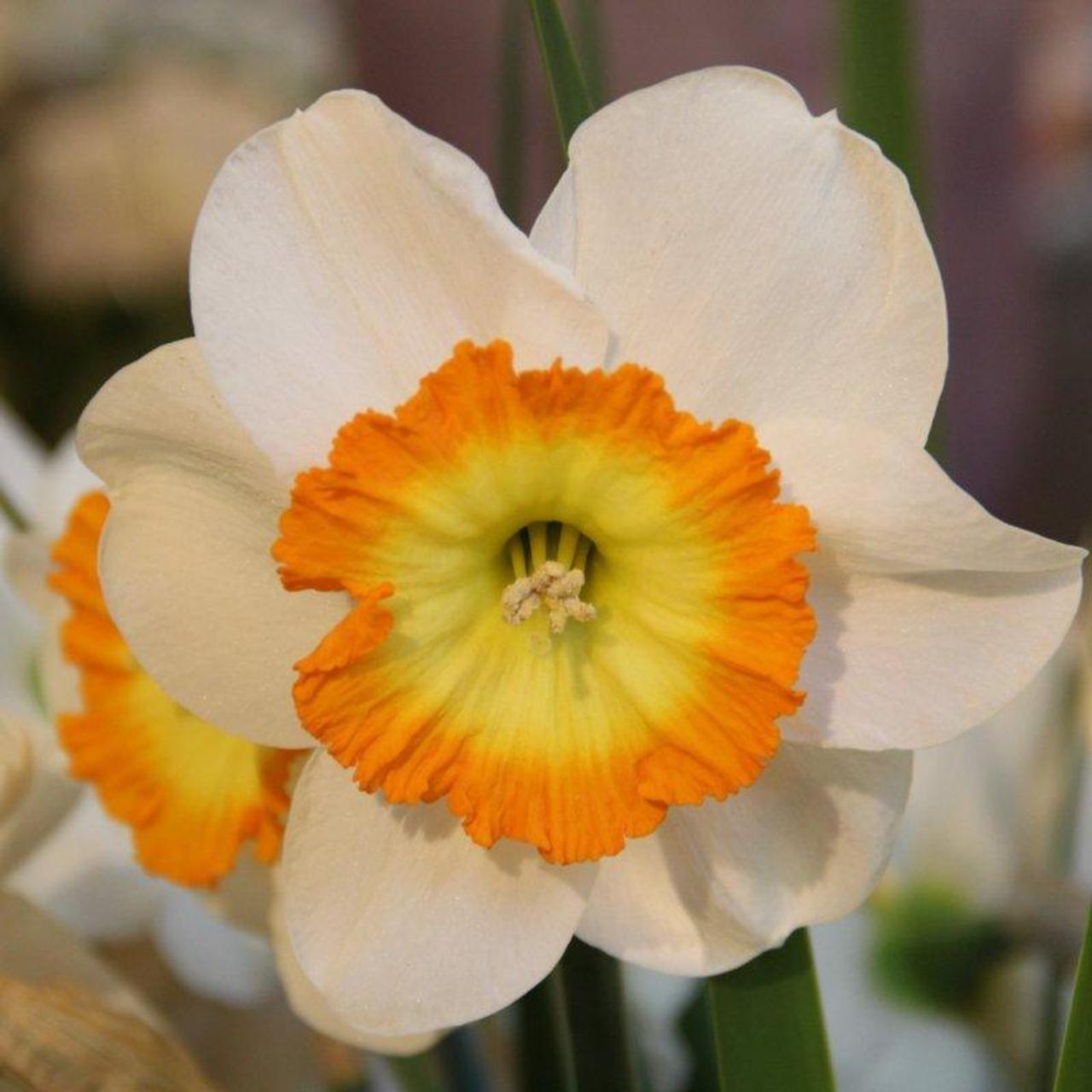 Narcissus 'Roulette' plant