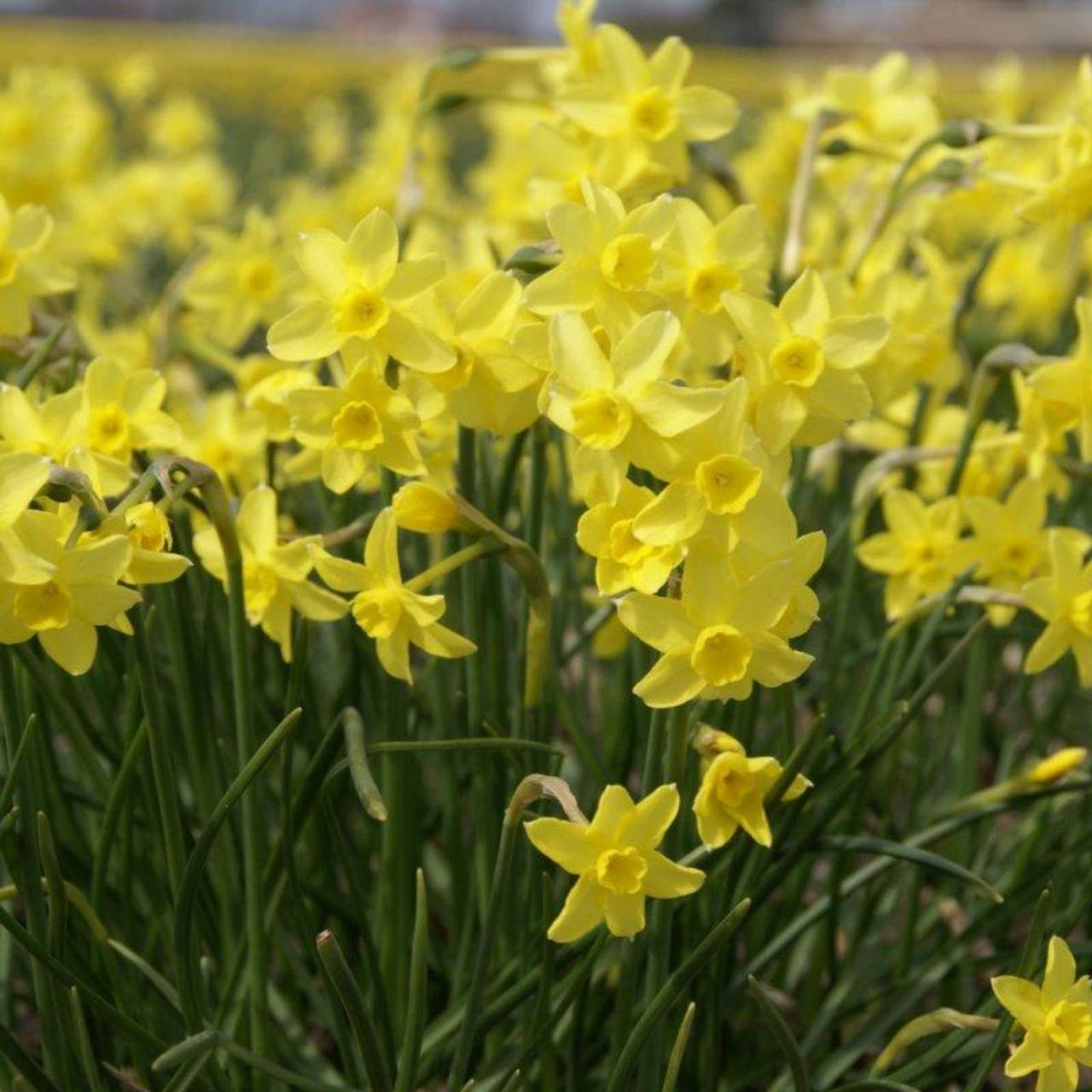 Narcissus 'Sabrosa' plant