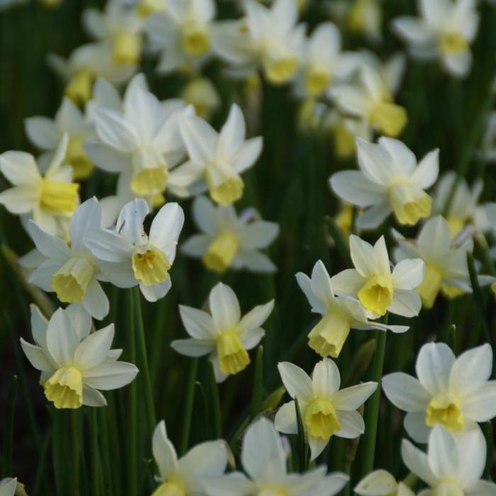 Narcissus 'Sailboat' plant