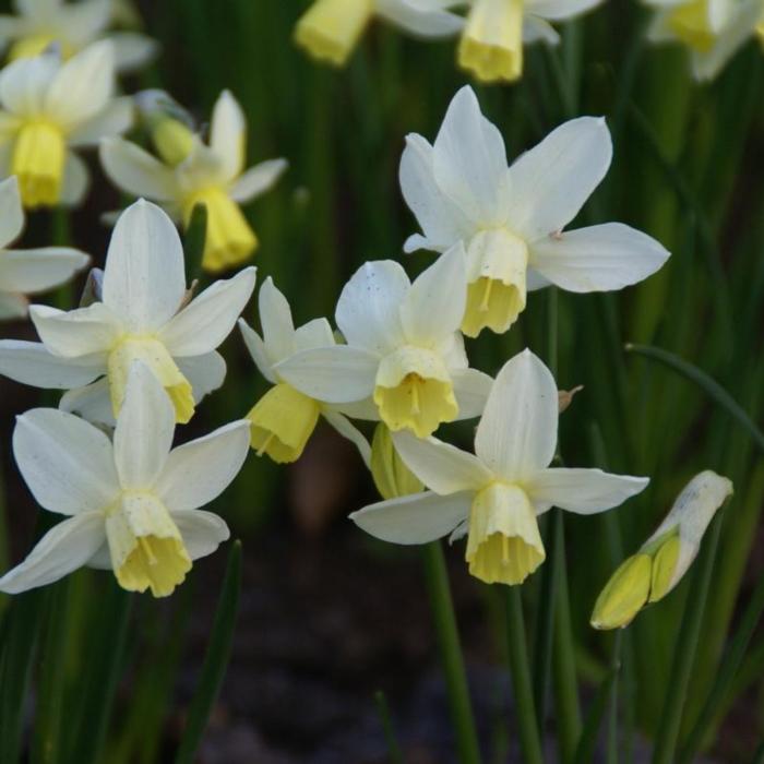 Narcissus 'Sailboat' plant