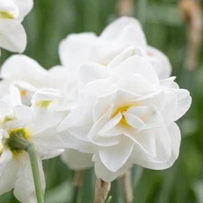 narcissus-saint-claire