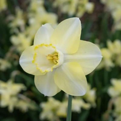 narcissus-scrumpy