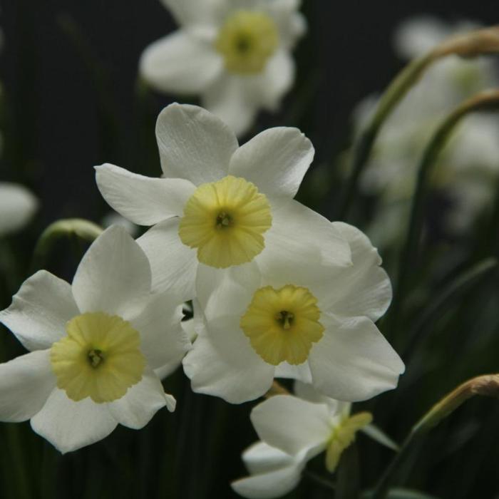 Narcissus 'Segovia' plant