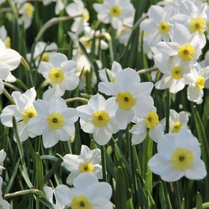 Narcissus 'Segovia' plant