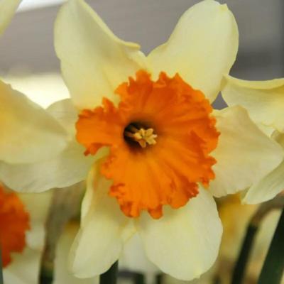 narcissus-sempre-avanti
