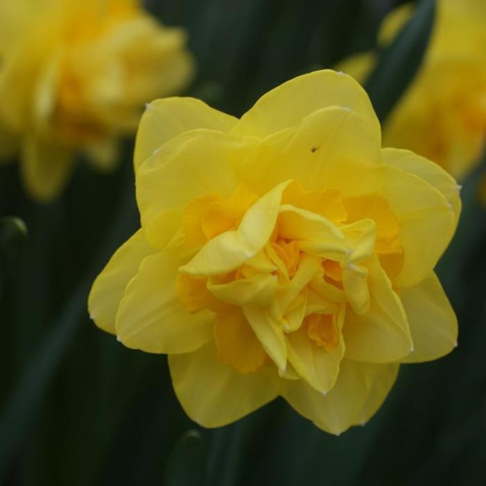 Narcissus 'Sherborne' plant