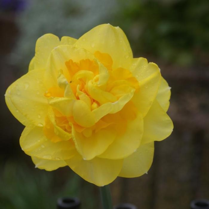 Narcissus 'Sherborne' plant