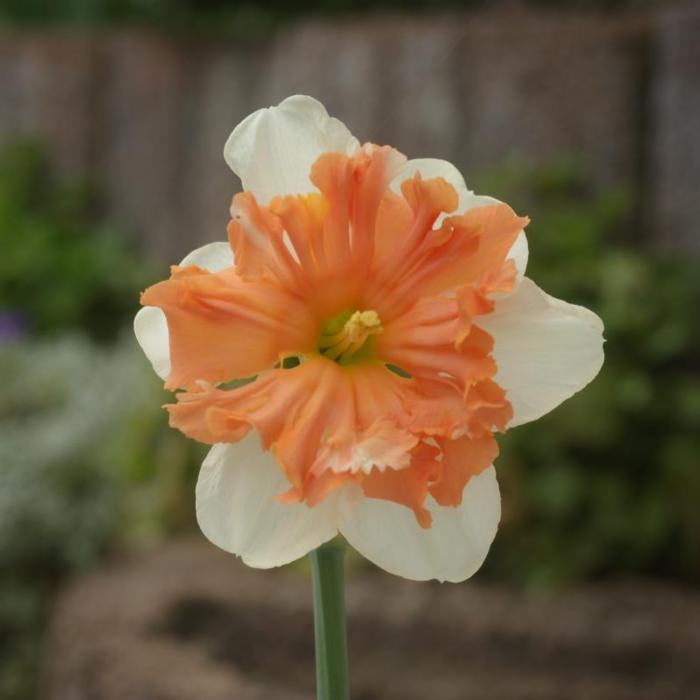 Narcissus 'Shrike' plant