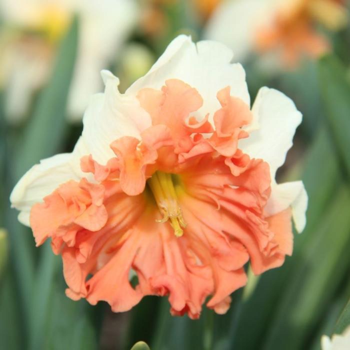 Narcissus 'Shrike' plant