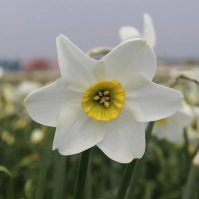 narcissus-sinopel