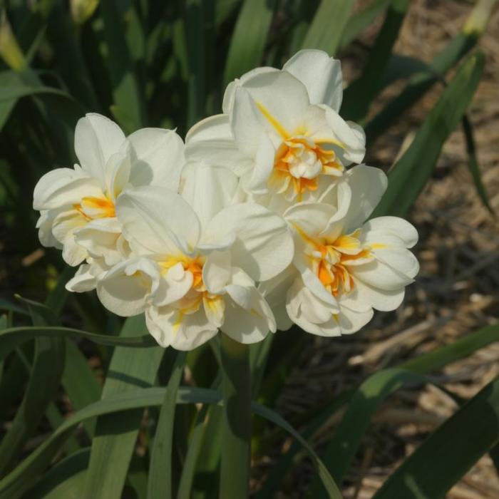 Narcissus 'Sir Winston Churchill' plant