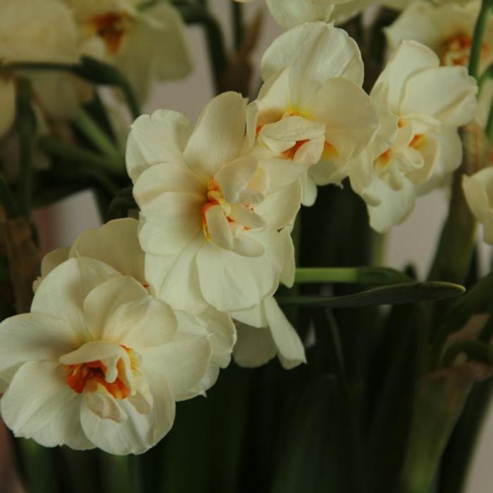 Narcissus 'Sir Winston Churchill' plant