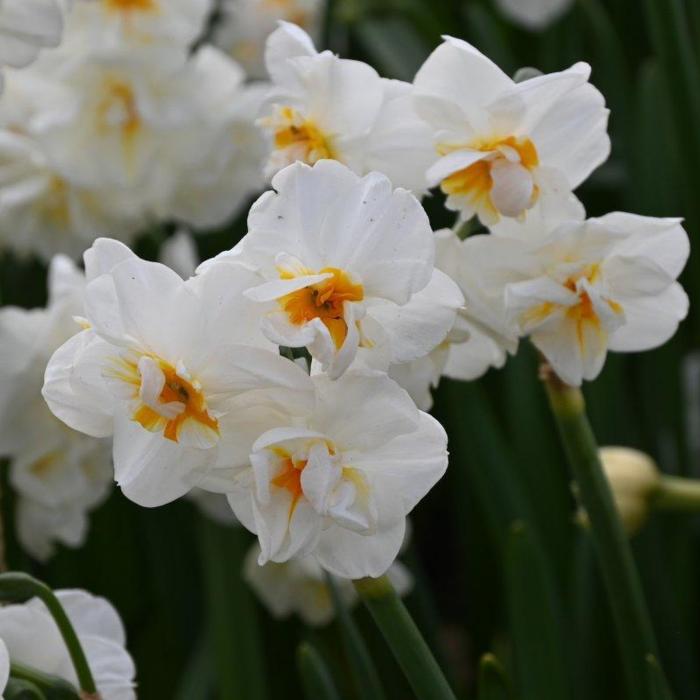 Narcissus 'Sir Winston Churchill' plant