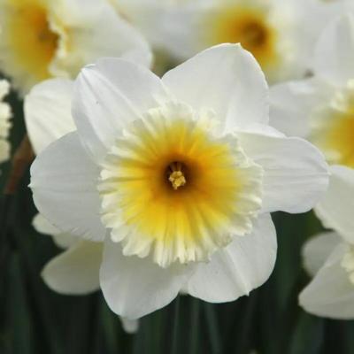 narcissus-slim-whitman