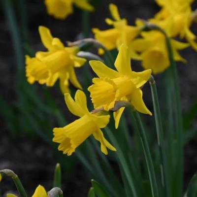 narcissus-small-talk