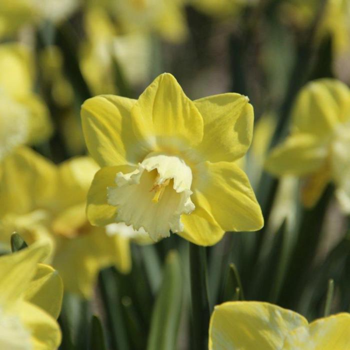 Narcissus 'Snow Frills' plant