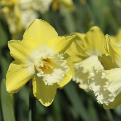 narcissus-snow-frills