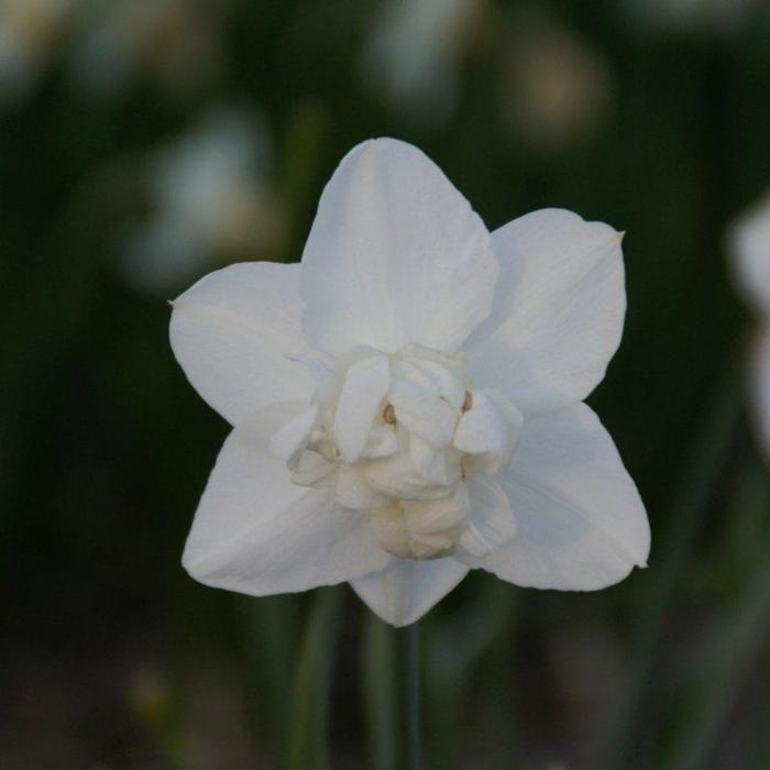 Narcissus 'Snowball' plant