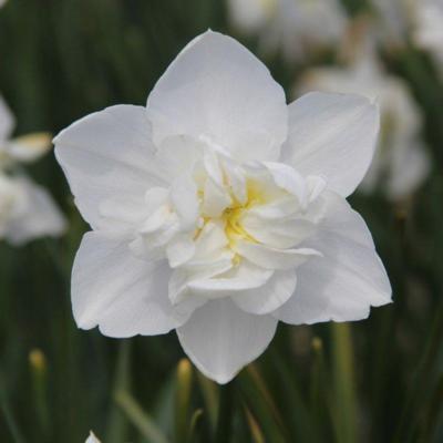 narcissus-snowball