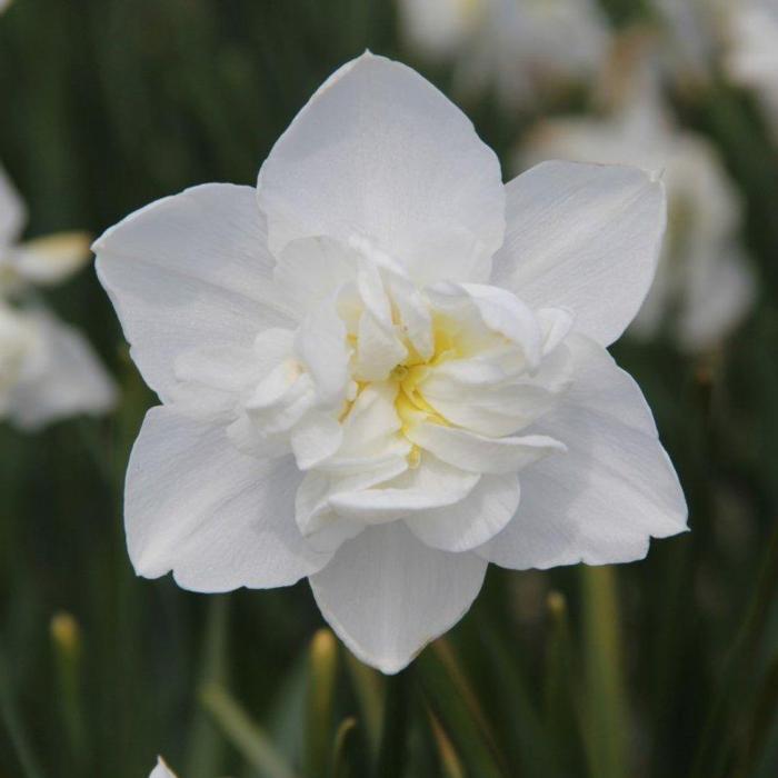 Narcissus 'Snowball' plant