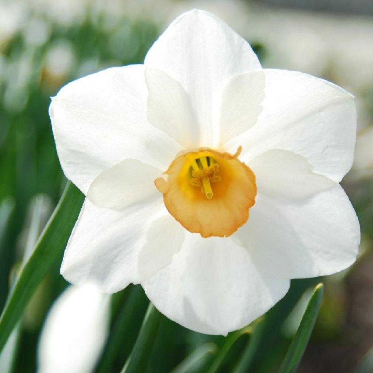 Narcissus 'Sophie Girl' plant