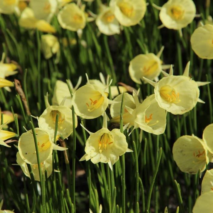 Narcissus 'Spoirot' plant