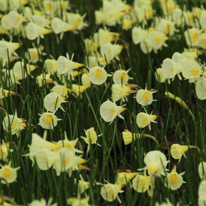 Narcissus 'Spoirot' plant