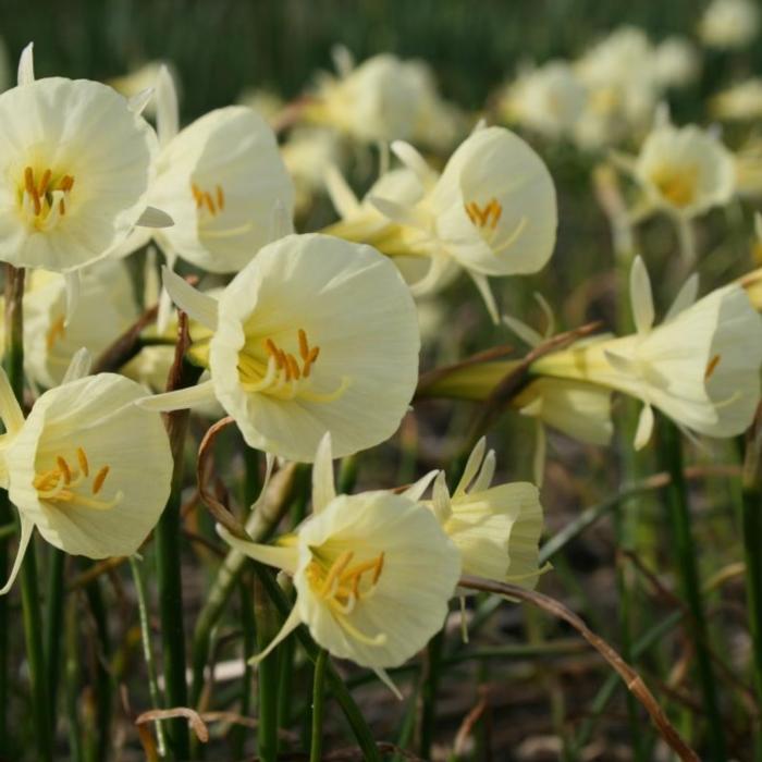 Narcissus 'Spoirot' plant