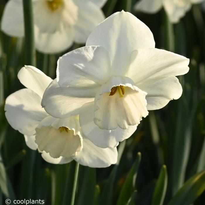 Narcissus 'Stainless' plant
