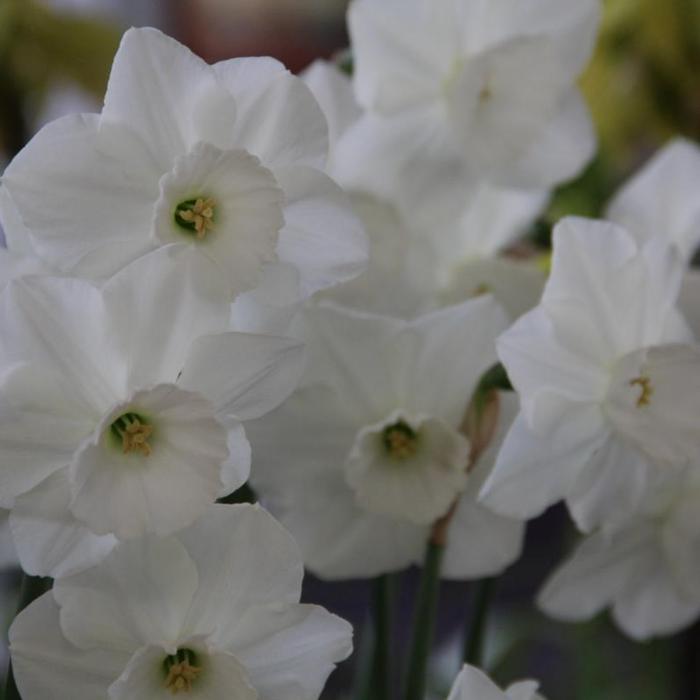 Narcissus 'Stainless' plant