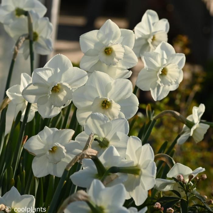 Narcissus 'Stainless' plant