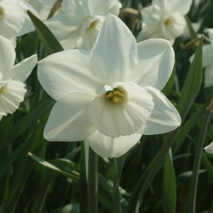 Narcissus 'Stainless' plant