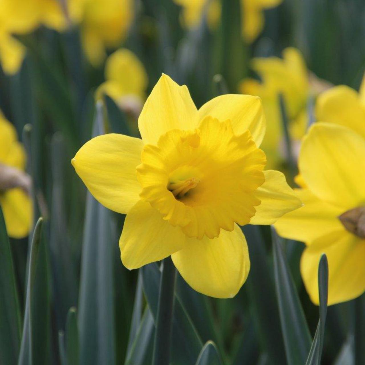 Narcissus 'Standard Value' plant