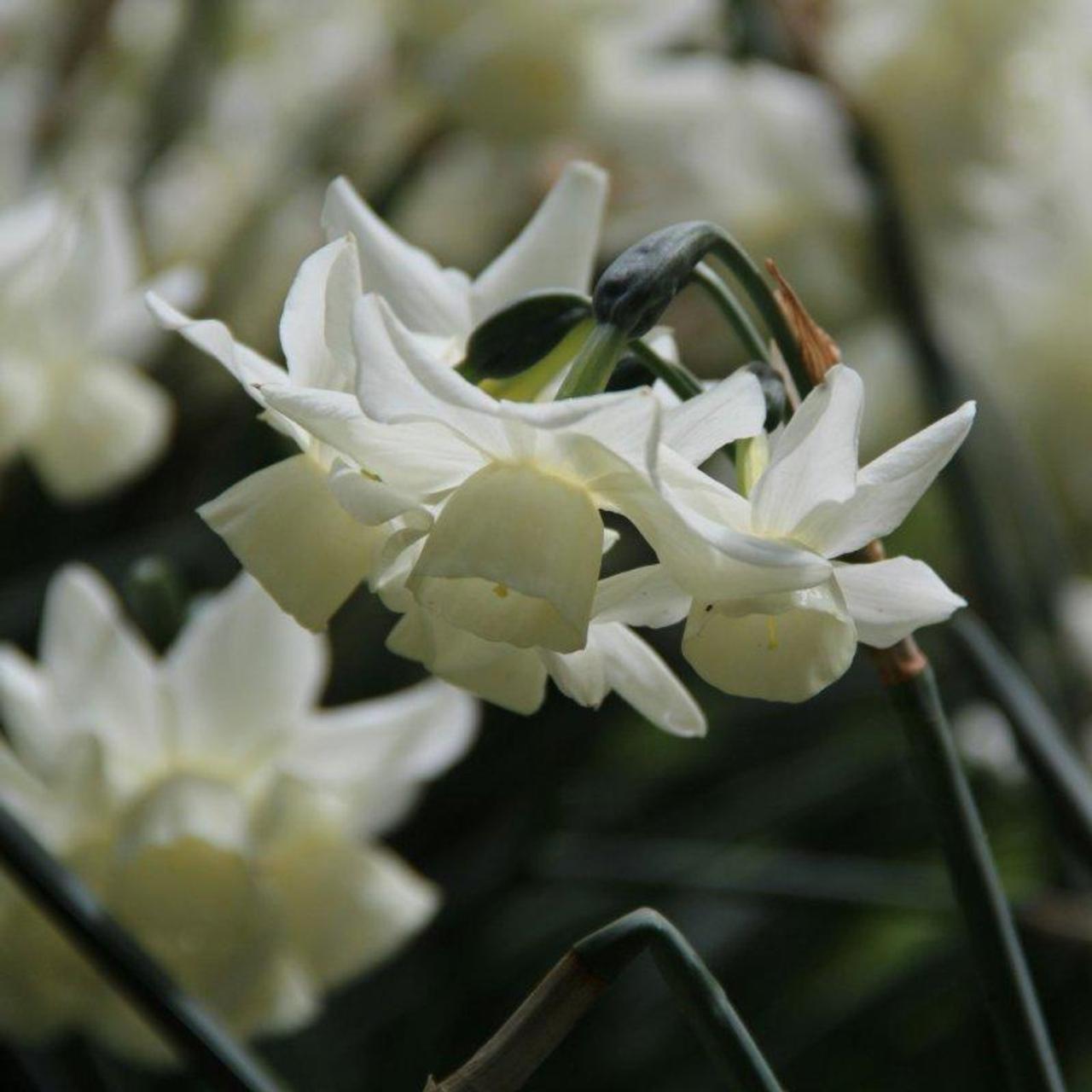 Narcissus 'Starlight Sensation' plant