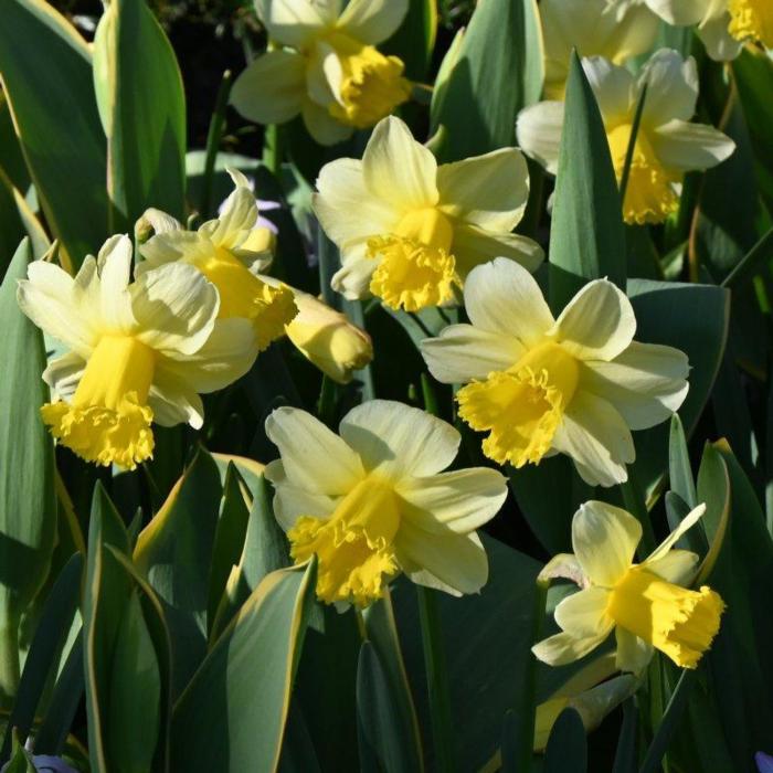 Narcissus 'Sugar Dipped'  plant