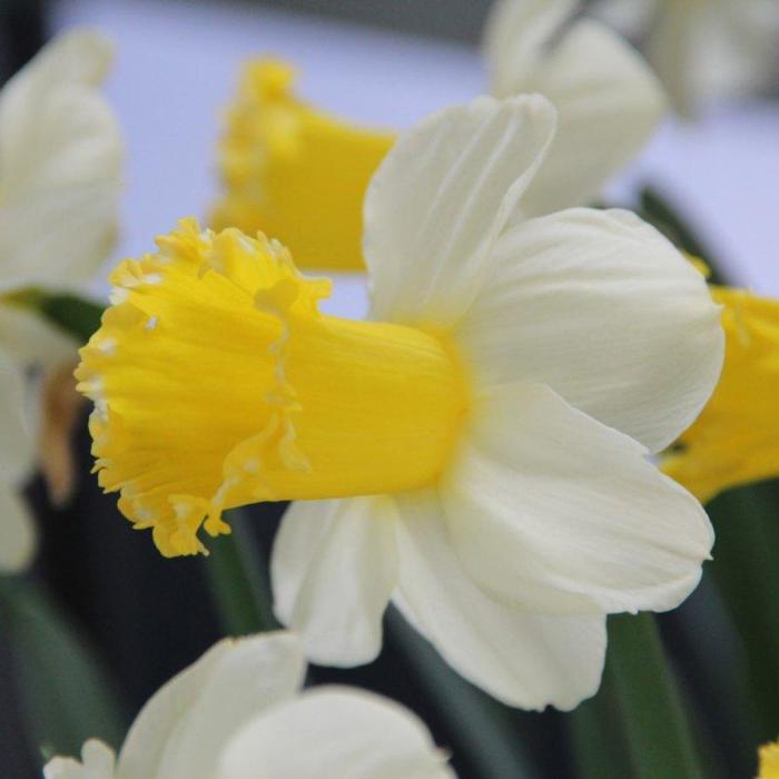 Narcissus 'Sugar Dipped'  plant