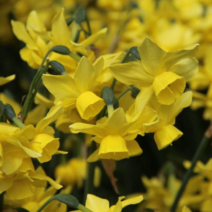 Narcissus 'Sunlight Sensation' plant