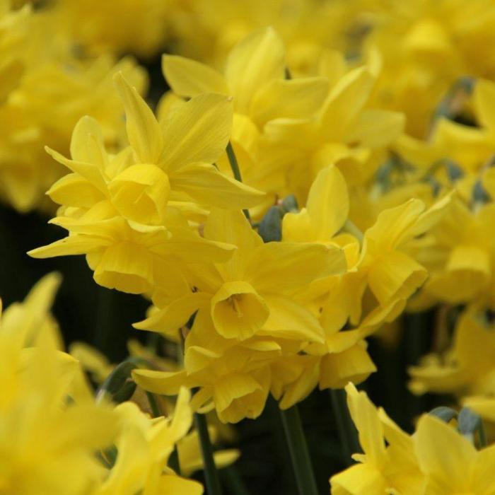 Narcissus 'Sunlight Sensation' plant