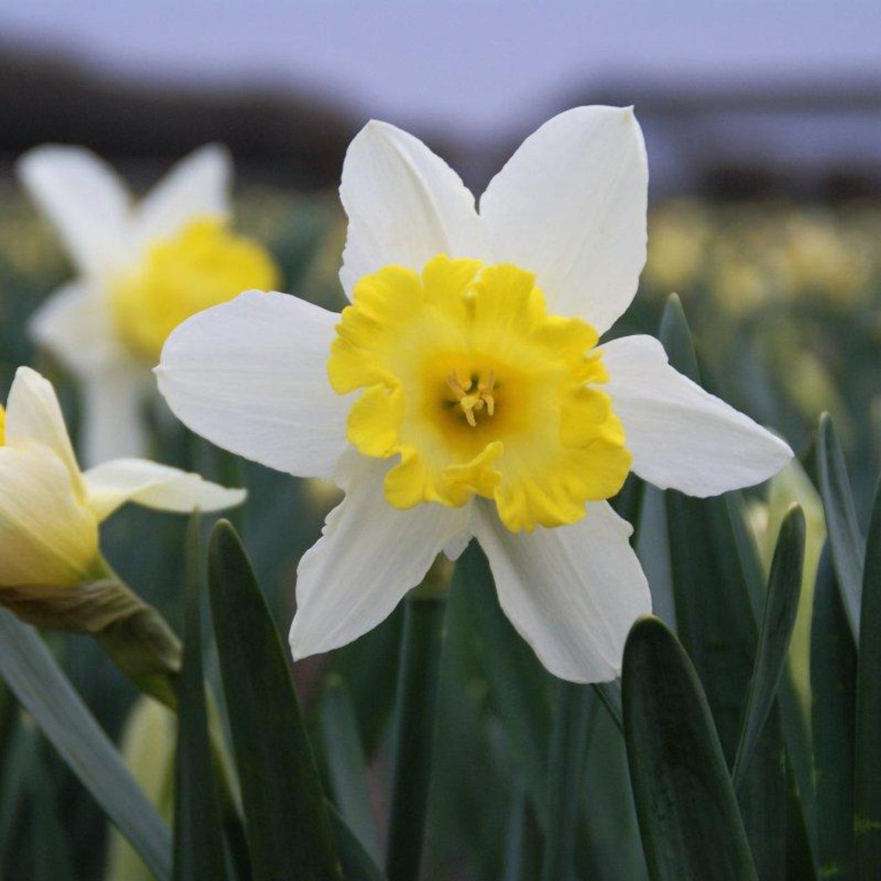 Narcissus 'Sweet Harmony'  plant