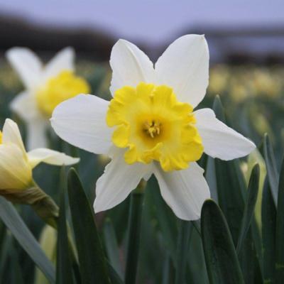 narcissus-sweet-harmony