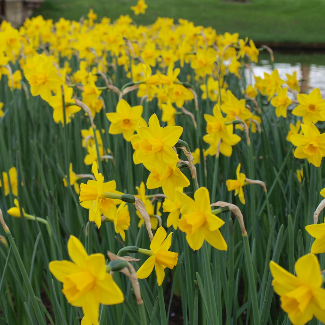 Narcissus 'Sweetness' plant